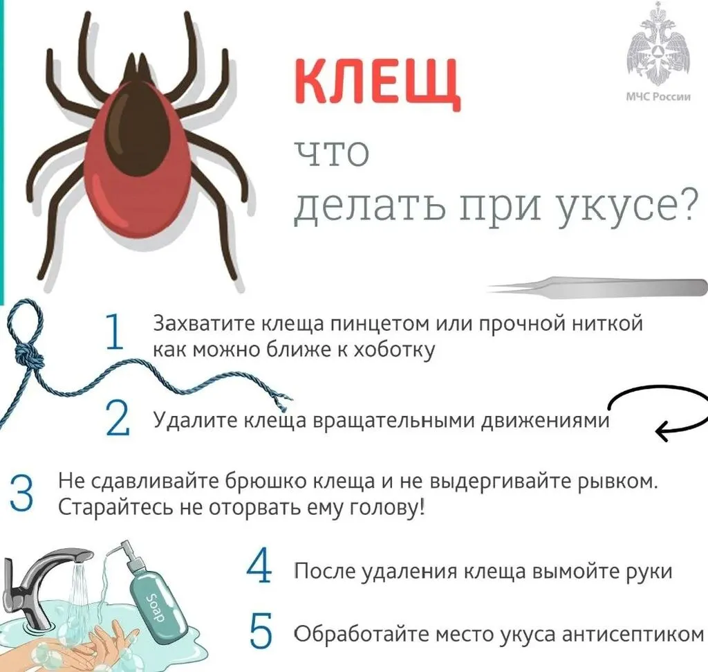 Буклет клещи 2