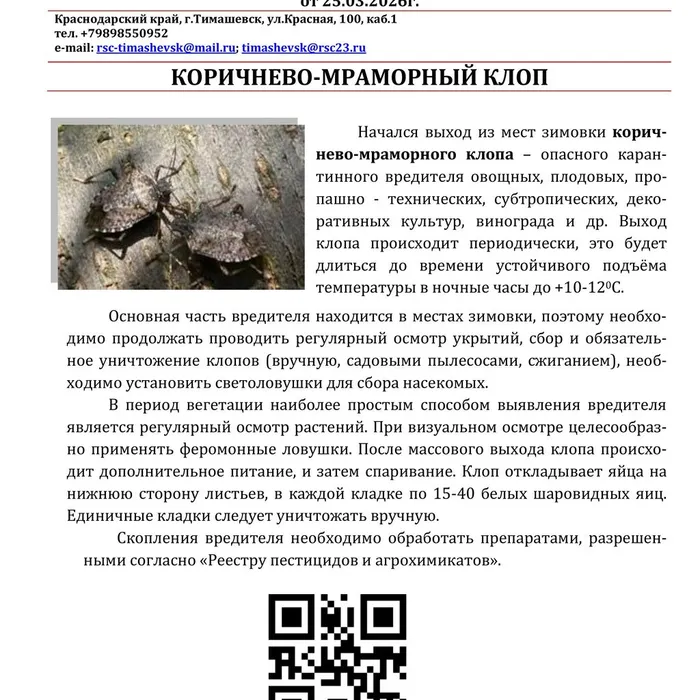 КОРИЧНЕВО-МРАМОРНЫЙ КЛОП